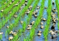 現(xiàn)代農(nóng)業(yè)發(fā)展情況調(diào)研報(bào)告